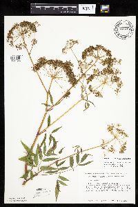 Cicuta maculata image