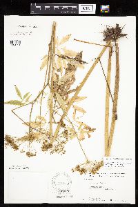 Cicuta maculata image