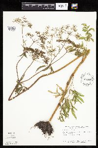 Cicuta maculata image