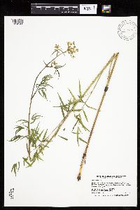 Cicuta maculata image