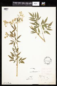 Cicuta maculata image