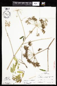Cicuta maculata var. maculata image
