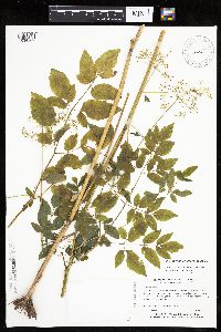 Cicuta maculata var. maculata image