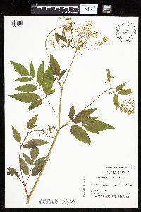Cicuta maculata image