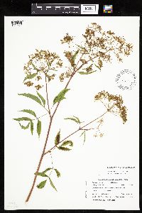 Cicuta maculata var. maculata image