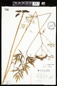 Cicuta maculata var. maculata image