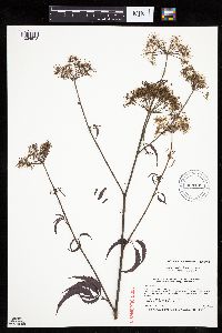 Cicuta maculata var. maculata image