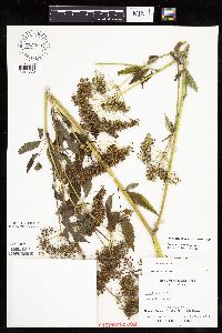 Cicuta maculata image