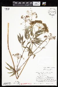 Cicuta maculata var. maculata image