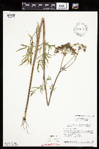Cicuta maculata var. maculata image