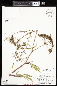 Cicuta maculata var. maculata image
