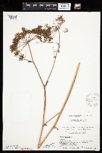 Cicuta maculata var. maculata image
