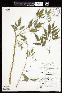 Cicuta maculata image