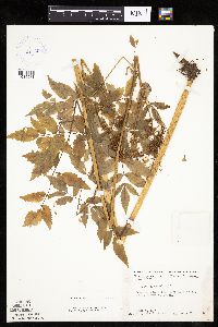 Cicuta maculata var. maculata image