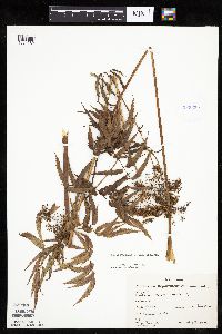 Cicuta maculata var. maculata image