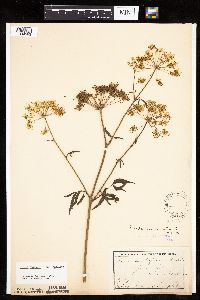 Cicuta maculata var. maculata image