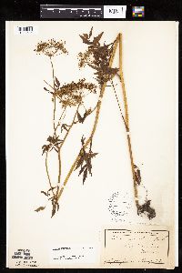 thumbnail image of current specimen