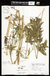 Cicuta maculata image