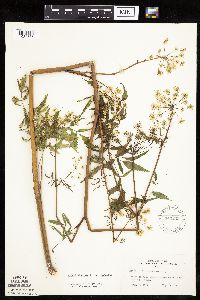 Cicuta maculata var. maculata image