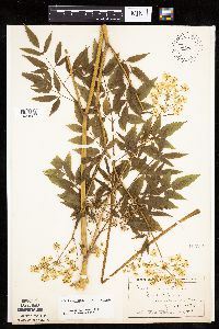 Cicuta maculata var. maculata image