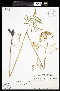 Cicuta maculata var. maculata image