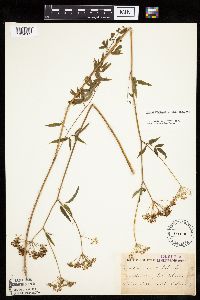 Cicuta maculata var. maculata image