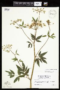 Cicuta maculata image