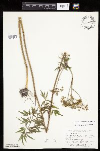 Cicuta maculata var. maculata image
