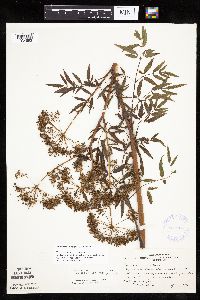Cicuta maculata image