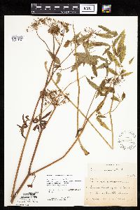 Cicuta maculata var. maculata image