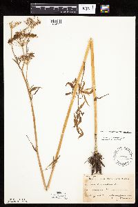 Cicuta maculata image