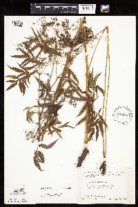 thumbnail image of current specimen