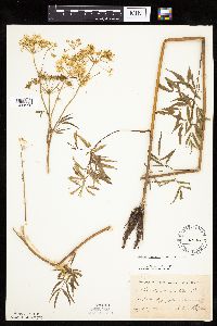 Cicuta maculata var. maculata image