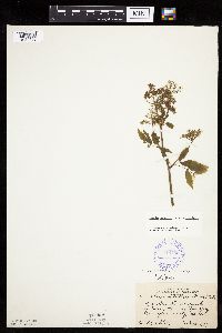 Cicuta maculata image