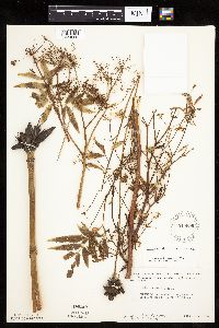 Cicuta maculata var. maculata image