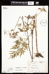 Cicuta maculata var. maculata image