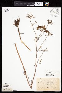 Cicuta maculata var. maculata image