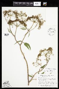Cicuta maculata var. maculata image