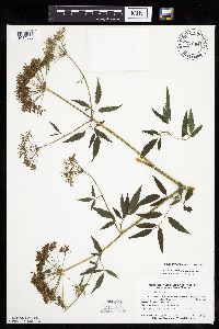 thumbnail image of current specimen