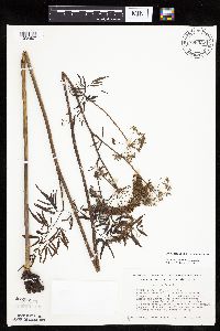 Cicuta maculata var. maculata image