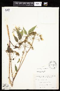 Cicuta maculata image