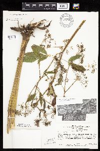 Cicuta maculata image