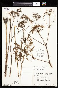 Cicuta maculata var. maculata image
