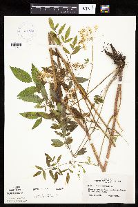 Cicuta maculata image
