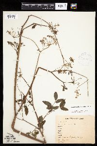 Cicuta maculata var. maculata image