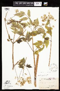 Cicuta maculata var. maculata image