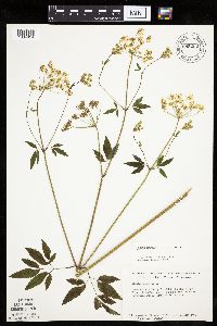 Cicuta maculata var. maculata image