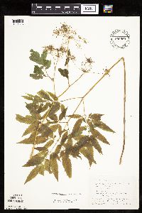 Cicuta maculata image