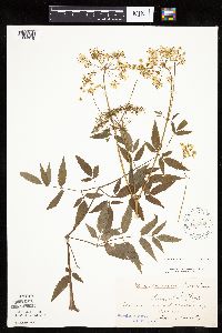 Cicuta maculata image