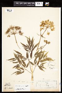 Cicuta maculata image